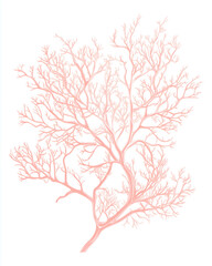 Fototapeta premium Coral Pink Branch Network