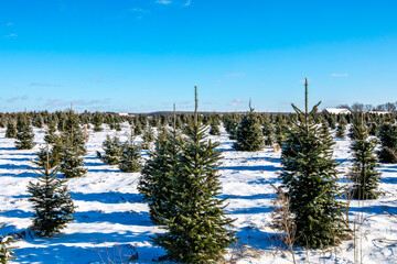 Christmas tree farm covered with snow in central Wisconsin