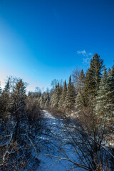 Wisconsin forest with a frozen stream and a blue sky