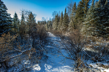 Wisconsin forest with a frozen stream and a blue sky