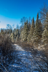 Wisconsin forest with a frozen stream and a blue sky