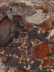 Wood Along The Shoreline