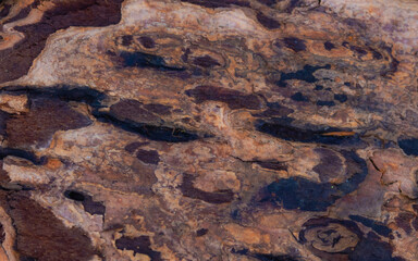 Wood Along The Shoreline