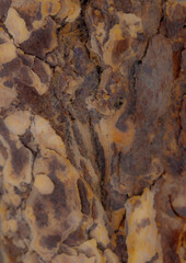 Wood Along The Shoreline