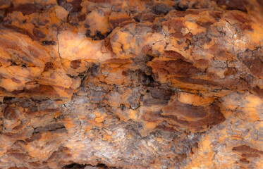 Wood Along The Shoreline