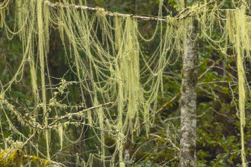 lLichens In The Forest