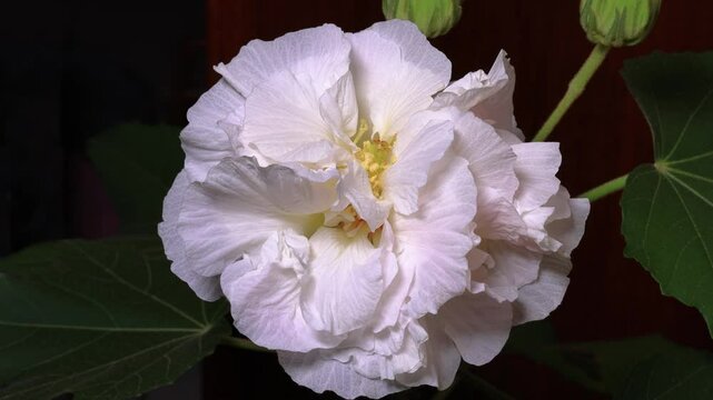 The beautiful colorful blooming of hibiscus mutabilis flower
