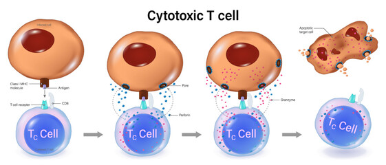 The killing action of cytotoxic T cells. T-Cell Activation. T-Lymphocytes. Human adaptive immune system. Specific immune response.