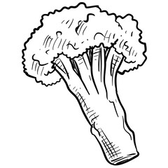 broccoli handdrawn illustration