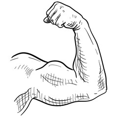 biceps arm muscle handdrawn illustration
