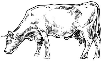 cow handdrawn illustration