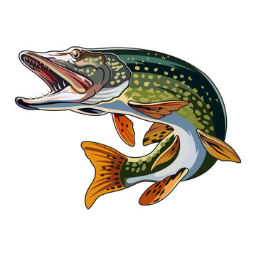 pike fishing illustration logo vector image t shirt