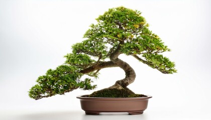 Serene Bonsai Tree in a Brown Pot