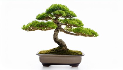 Serene Bonsai Tree in a Pot