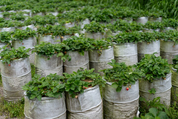 Ripe strawberries in the strawberry field, mulch culture