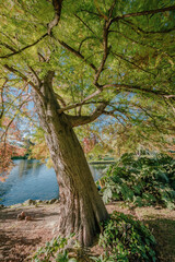Fototapeta premium Vibrant Autumn Colors Along Avon River in Christchurch, New Zealand