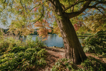 Vibrant Autumn Colors Along Avon River in Christchurch, New Zealand