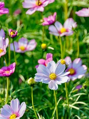 Fototapeta premium This scene represents a flourishing outdoor environment rich in colorful blooms