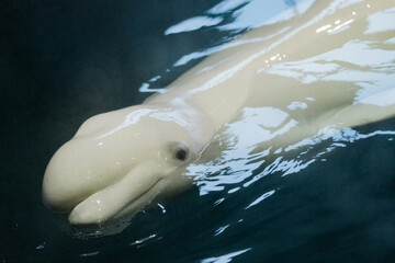 Beluga whale