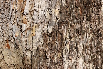 Tree trunk bark rough texture background