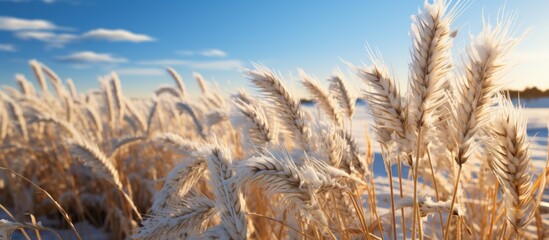 Fototapeta premium Winter Wheat, Beautiful winter landscape with dry grass on the background of blue sky