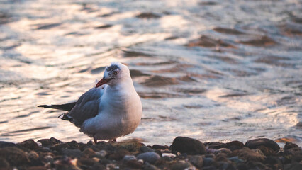 Seabird shag seagull sitting on beach rock stone wings in sunset colours dramatic close up