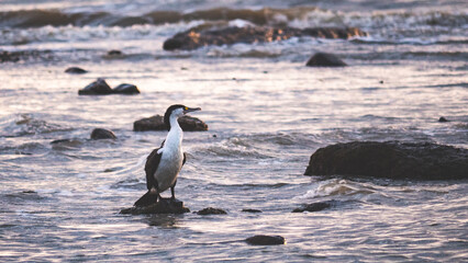 Seabird shag seagull sitting on beach rock stone wings in sunset colours dramatic close up
