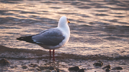 Seabird shag seagull sitting on beach rock stone wings in sunset colours dramatic close up