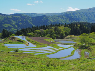 養父市別宮の棚田の風景