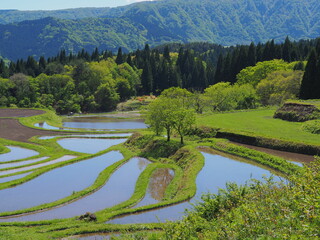 養父市別宮の棚田の風景