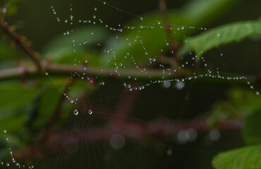Spider Web  With Waterdroplets