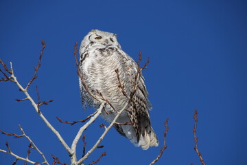 Majestic Great Horned Owl, Pylypow Wetlands, Edmonton, Alberta