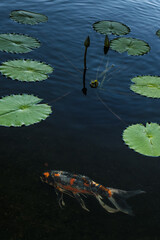 Koi Fish Swimming Gracefully Among Water Lilies in a Serene Pond
