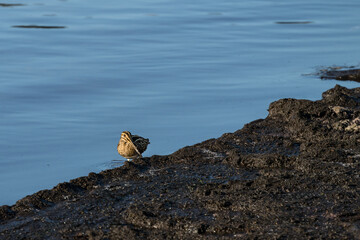 Wilson’s Snipe hunting for worms in the mud on the shore of Lake Washington at Juanita Bay Park, as a nature and wildlife background
