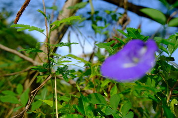 Wildflowers in Full Bloom with a Backdrop of Lush Green Nature and Vibrant Colors