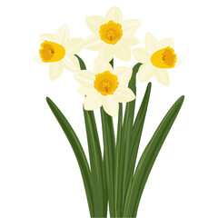 Obraz premium Daffodils flowers illustration spring art vector