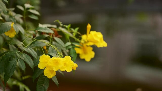 Yellow Elder Flowers in Bloom