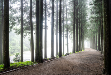 안개,산책로,삼나무,둥치,대한다원,봉산리,보성군,전남