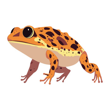 Pacman Frog frog illustration amphibian vector