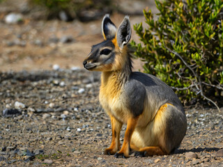 Patagonia mara standing
