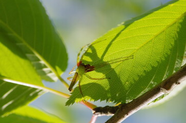 ワカバグモのオス