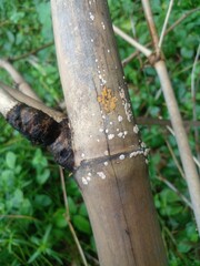 mushrooms that grow in the rainy season. yellow and white mushrooms on dry bamboo branches.
