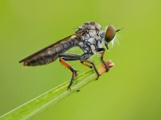 close up of a robberfly