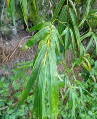 Obraz premium Yellow bamboo branches and leaves wet from rainwater.