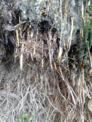 Bamboo tree roots that have begun to turn yellow and are eroded by flowing rainwater.