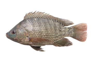 tilapia fish isolated on white background.