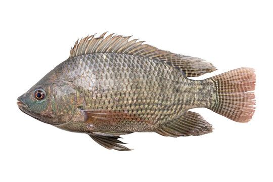 tilapia fish isolated on white background.