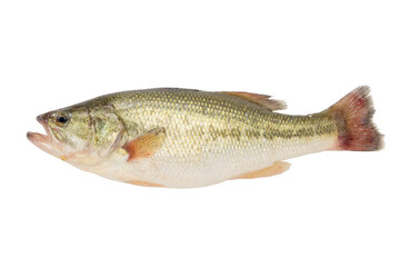 a perch fish isolated on white background.