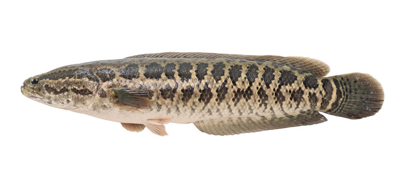 snakeheaded fish isolated on white background.
