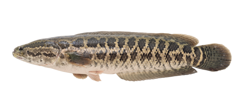 snakeheaded fish isolated on white background.